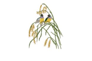 Painted Finch: A Professional Review for Merch & Branding