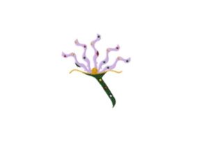 Penny Candy Flower: A Sweet Addition for Holiday Embroidery Projects
